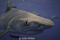 Tiger Shark by John Miller 